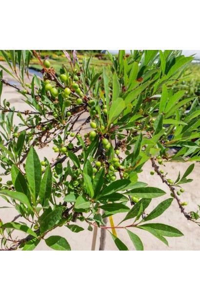 Слива приземиста Депресса на штамбі крона